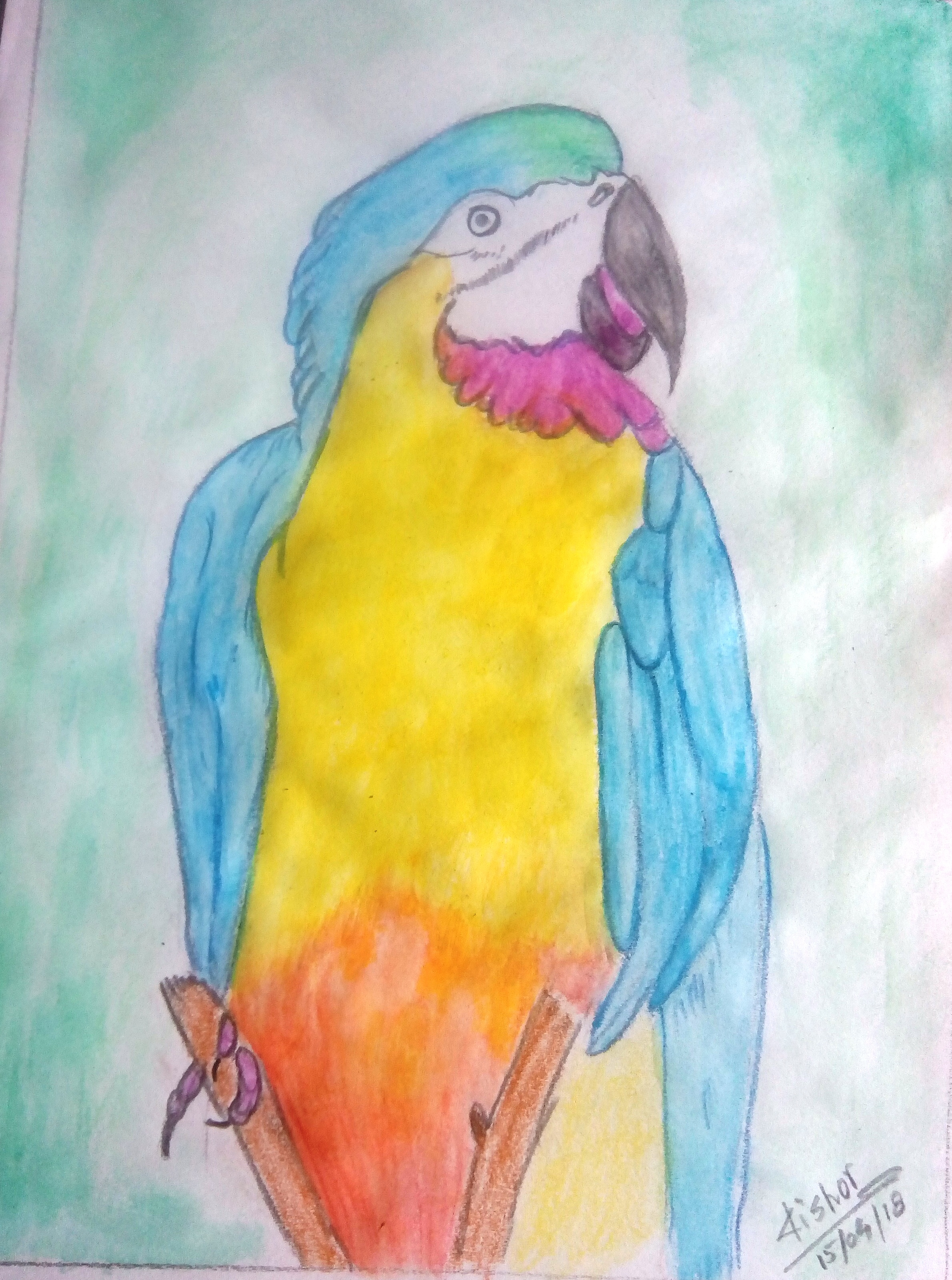 Scarlet Macaw Parrot Colored pencil drawing :: Behance